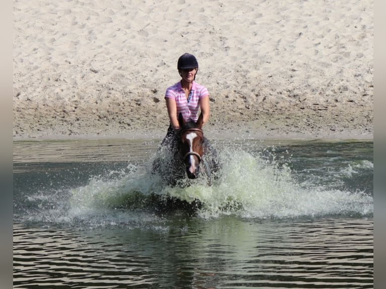 Westfaliano Castrone 10 Anni 165 cm in Warendorf