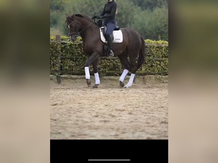 Westfaliano Castrone 10 Anni 165 cm Sauro scuro in Venol