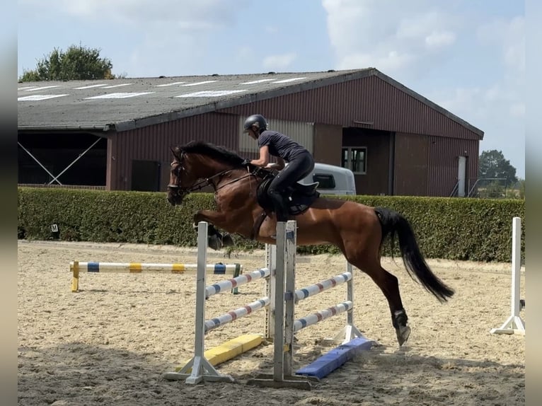 Westfaliano Castrone 10 Anni 168 cm Baio in Munster