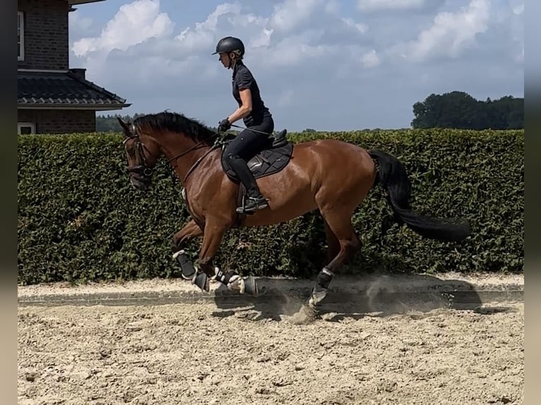 Westfaliano Castrone 10 Anni 168 cm Baio in Munster