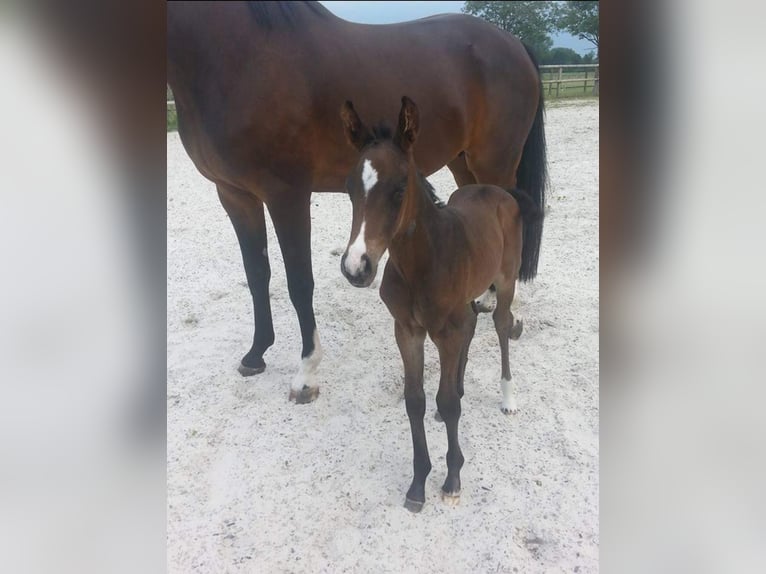 Westfaliano Castrone 10 Anni 168 cm Baio scuro in &#xDC;ttfeld