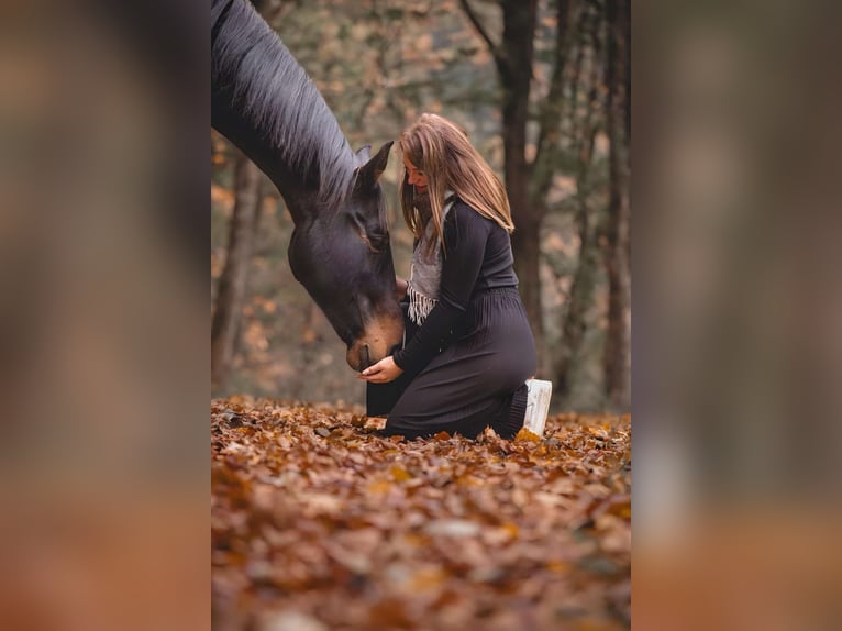 Westfaliano Castrone 10 Anni 168 cm Baio scuro in &#xDC;ttfeld