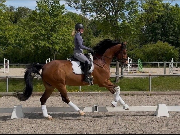 Westfaliano Castrone 10 Anni 170 cm Baio in Weilheim an der Teck