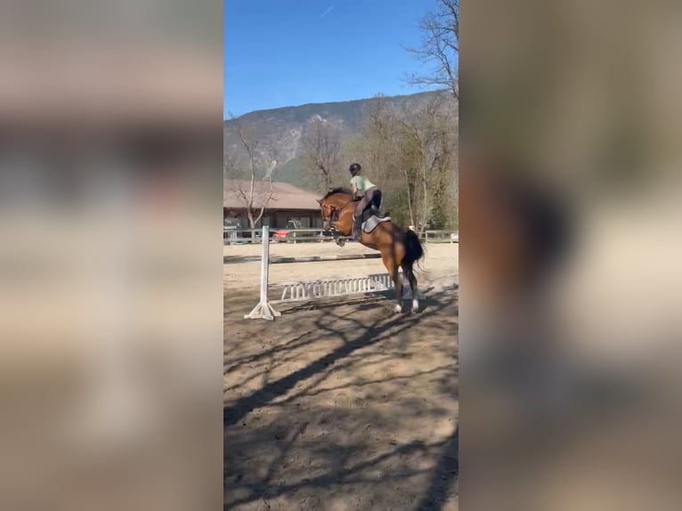 Westfaliano Castrone 10 Anni 170 cm Baio in Nals