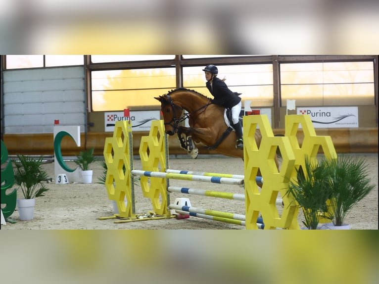 Westfaliano Castrone 10 Anni 170 cm Baio in Nals