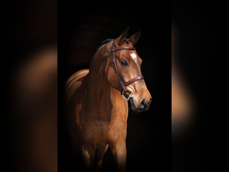Westfaliano Castrone 10 Anni 170 cm Baio in Lastrup
