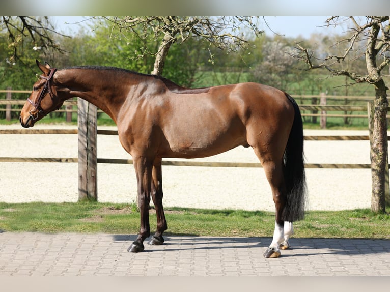 Westfaliano Castrone 10 Anni 170 cm Baio in Lastrup