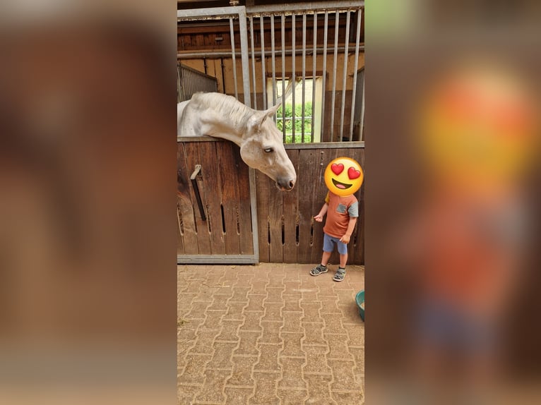 Westfaliano Castrone 10 Anni 170 cm Grigio in Weil der Stadt