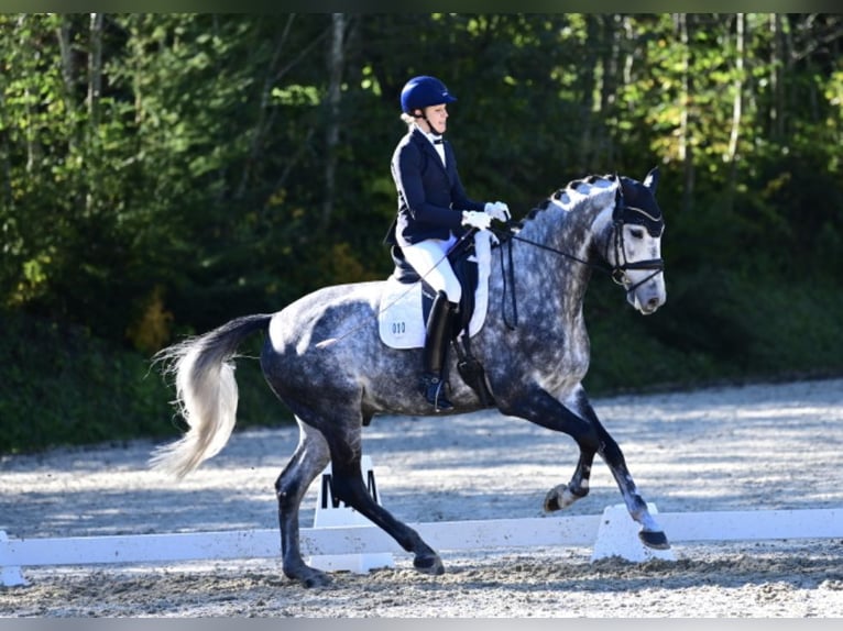 Westfaliano Castrone 10 Anni 170 cm Grigio pezzato in Starnberg