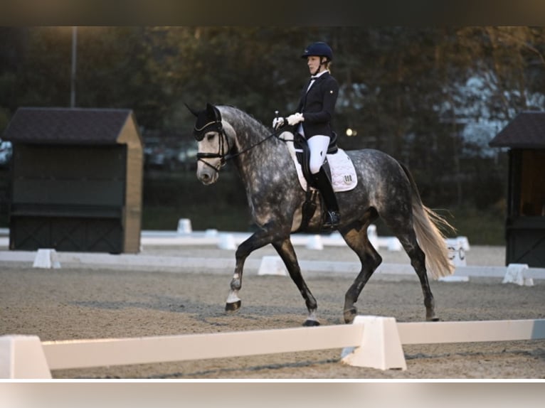 Westfaliano Castrone 10 Anni 170 cm Grigio pezzato in Starnberg