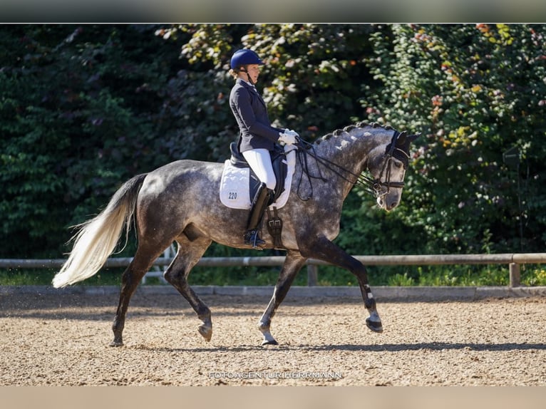 Westfaliano Castrone 10 Anni 170 cm Grigio pezzato in Starnberg