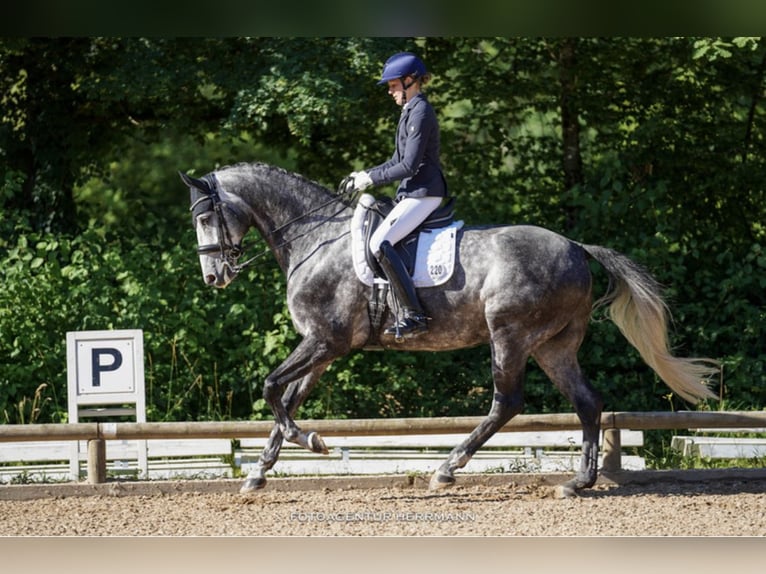 Westfaliano Castrone 10 Anni 170 cm Grigio pezzato in Starnberg