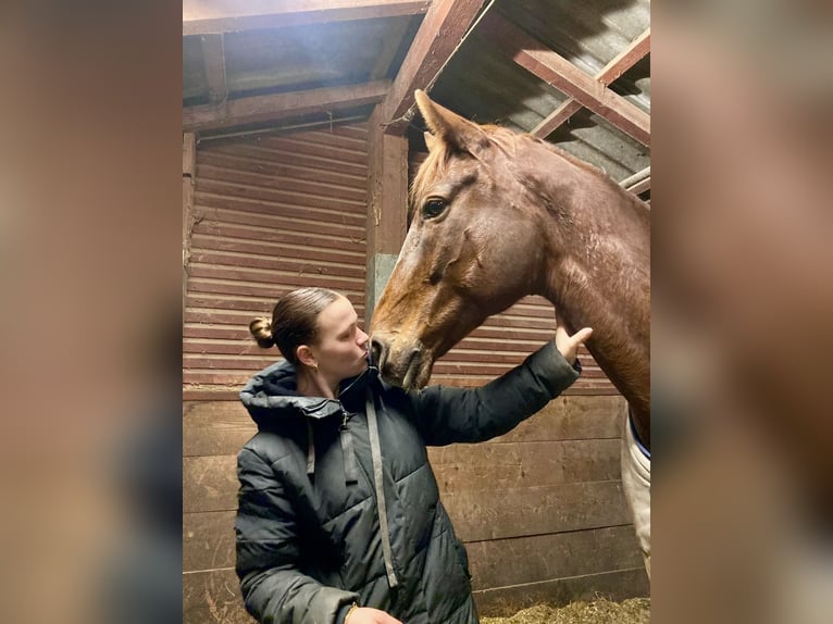 Westfaliano Castrone 10 Anni 172 cm Sauro in Bad Dürkheim