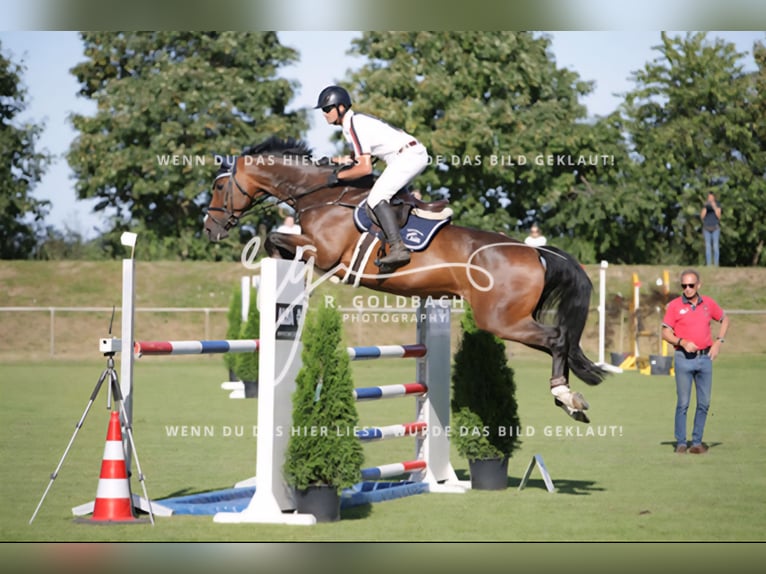 Westfaliano Castrone 10 Anni 173 cm Baio in Gadebusch