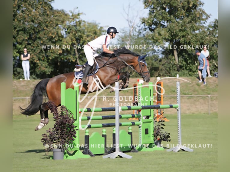 Westfaliano Castrone 10 Anni 173 cm Baio in Gadebusch