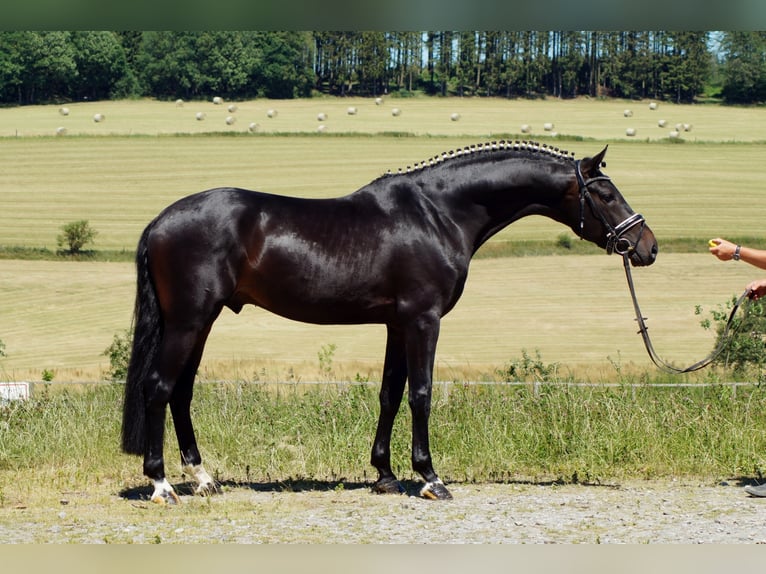 Westfaliano Castrone 10 Anni 173 cm Baio nero in Iserlohn