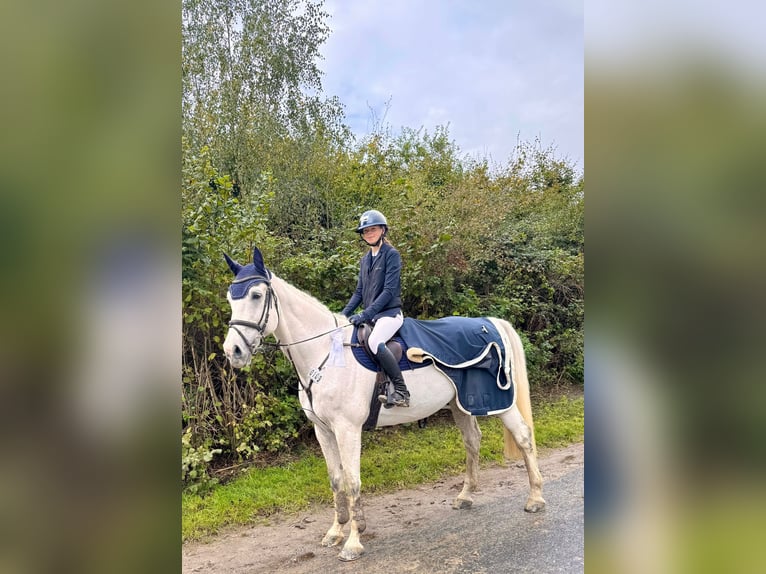 Westfaliano Castrone 10 Anni 174 cm Grigio in Datteln