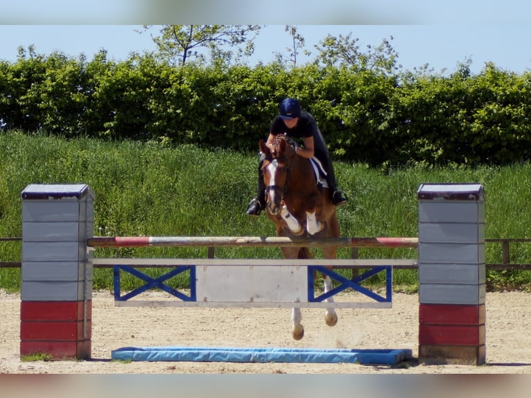 Westfaliano Castrone 10 Anni 174 cm Sauro in Iserlohn