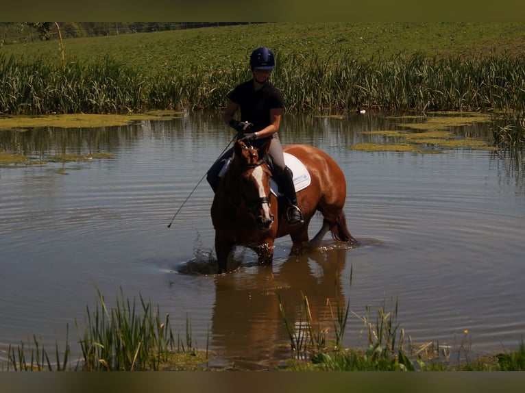 Westfaliano Castrone 10 Anni 174 cm Sauro in Iserlohn