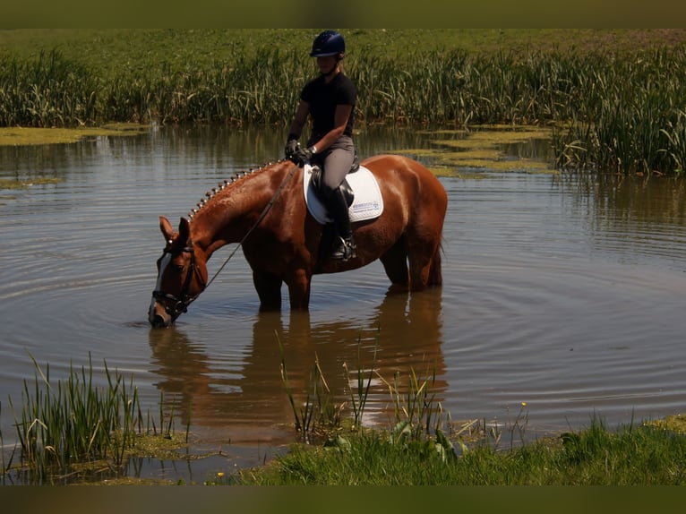 Westfaliano Castrone 10 Anni 174 cm Sauro in Iserlohn