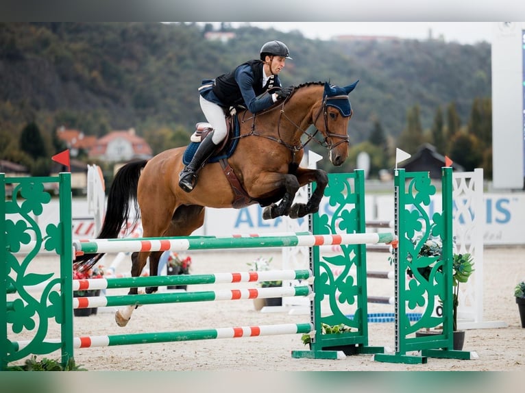 Westfaliano Castrone 10 Anni 175 cm Baio in Créteil