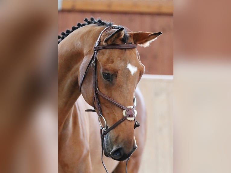Westfaliano Castrone 10 Anni 175 cm Baio ciliegia in Tullins