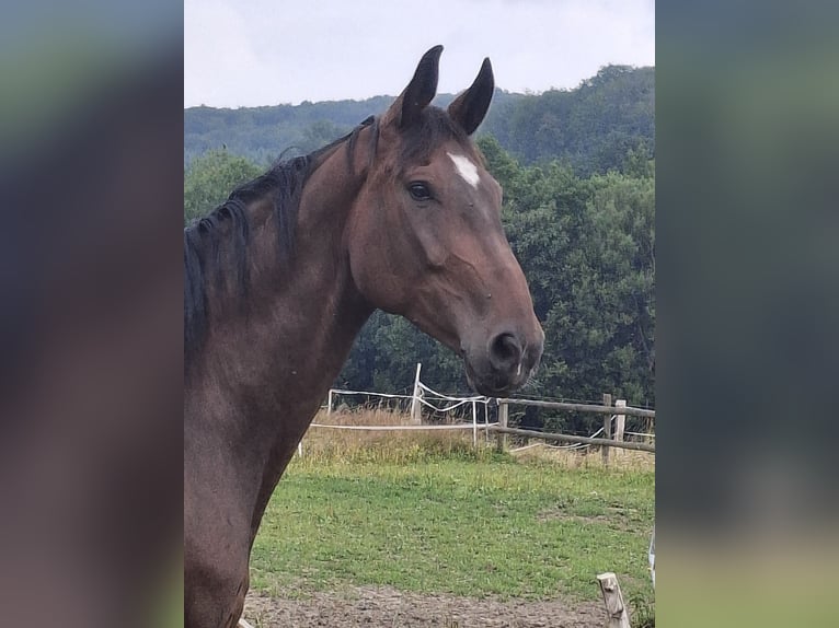 Westfaliano Castrone 10 Anni 176 cm Baio in ArnsbergArnsberg