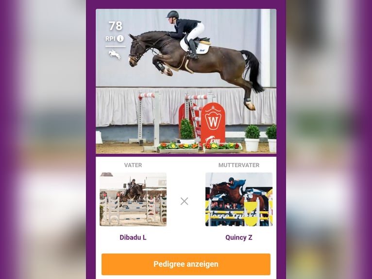 Westfaliano Castrone 10 Anni 176 cm Baio nero in Mainburg