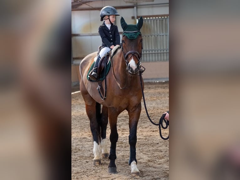 Westfaliano Castrone 10 Anni 178 cm Baio in Ketsch