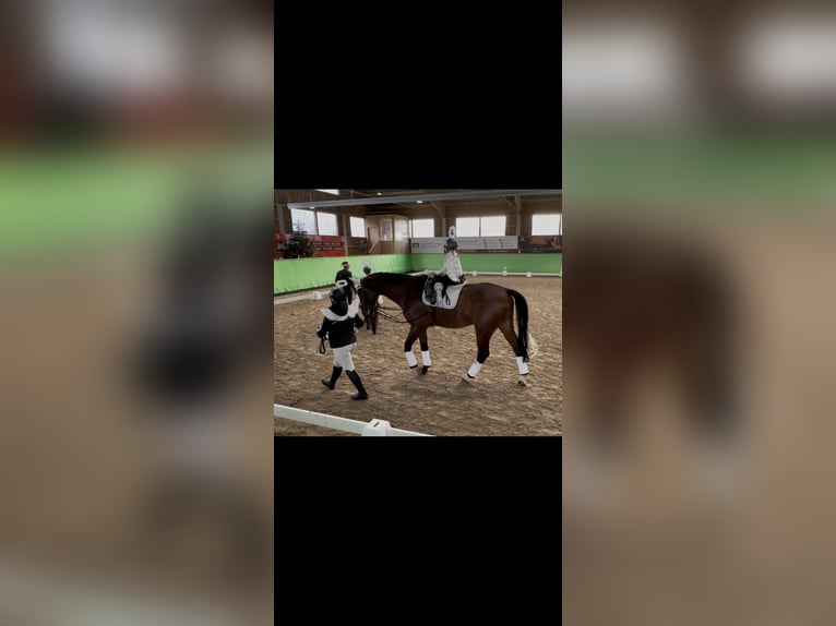 Westfaliano Castrone 10 Anni 178 cm Baio in Ketsch