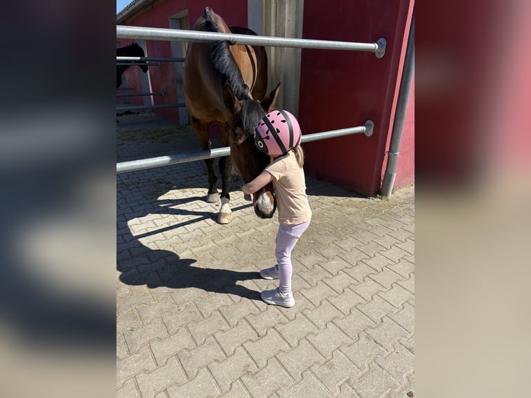 Westfaliano Castrone 10 Anni 178 cm Baio in Ketsch