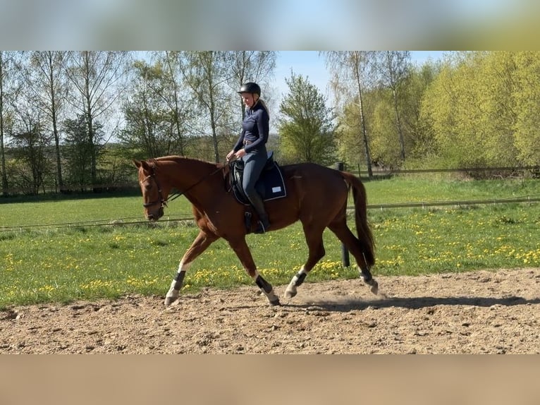 Westfaliano Castrone 10 Anni 178 cm Sauro scuro in Jürgenshagen