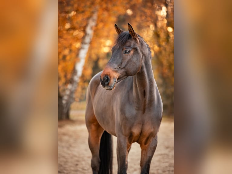 Westfaliano Castrone 10 Anni 180 cm Baio scuro in Bottrop