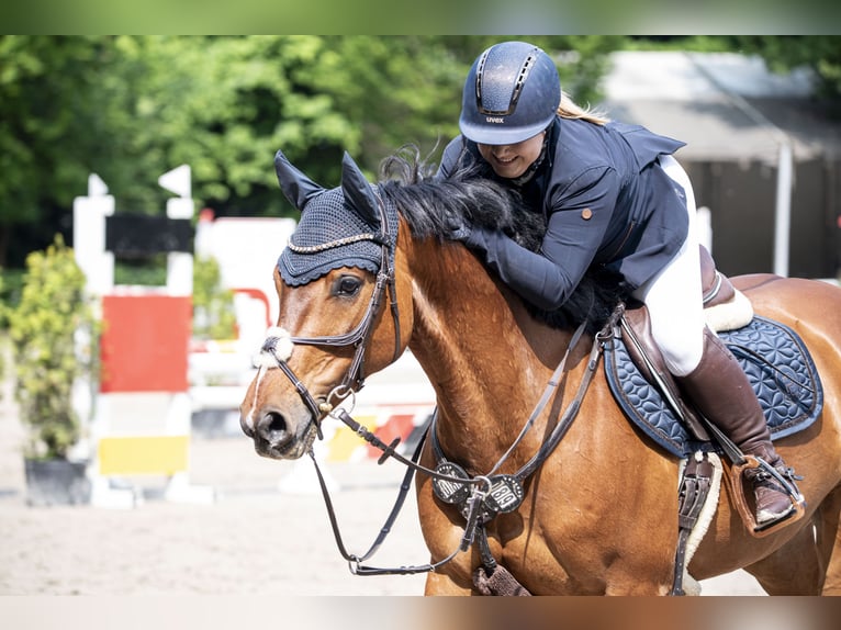 Westfaliano Castrone 11 Anni 160 cm Baio in Witten