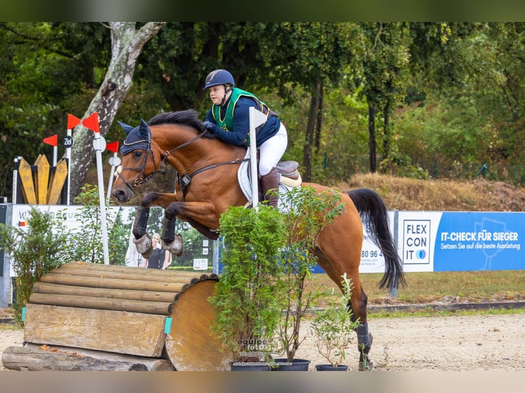 Westfaliano Castrone 11 Anni 160 cm Baio in Witten