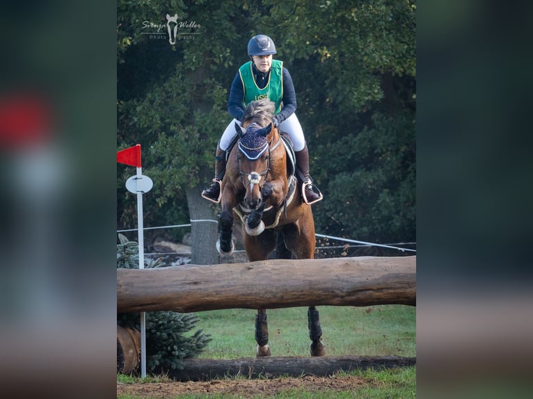 Westfaliano Castrone 11 Anni 160 cm Baio in Witten