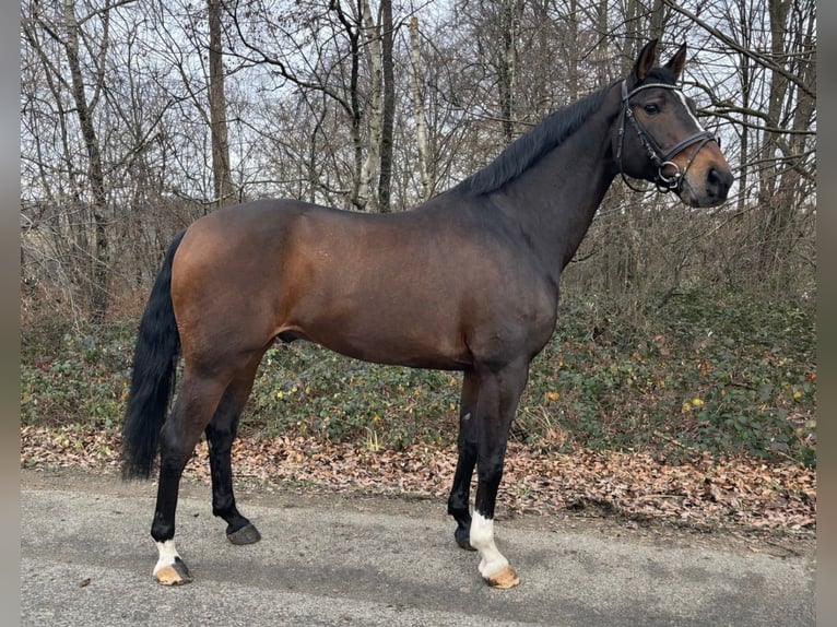 Westfaliano Castrone 11 Anni 162 cm Baio scuro in Overath