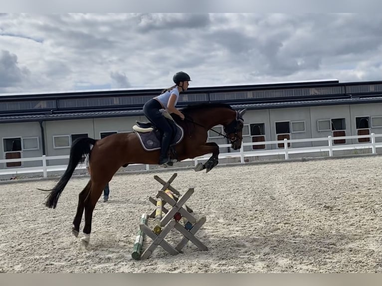Westfaliano Castrone 11 Anni 163 cm Baio in St. Pölten