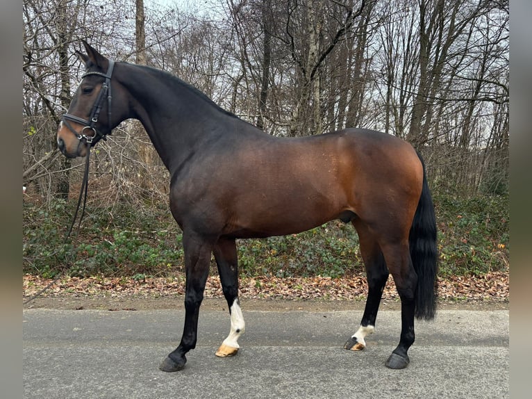 Westfaliano Castrone 11 Anni 165 cm Baio scuro in Overath