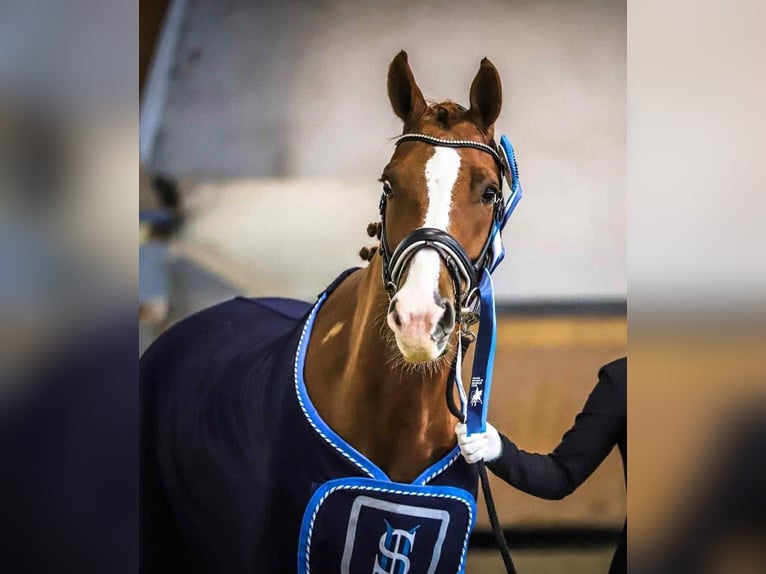 Westfaliano Castrone 11 Anni 165 cm Sauro in Saint Remy de provence