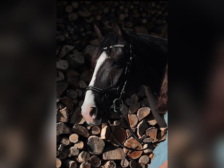 Westfaliano Castrone 11 Anni 166 cm Morello in Cuxhaven