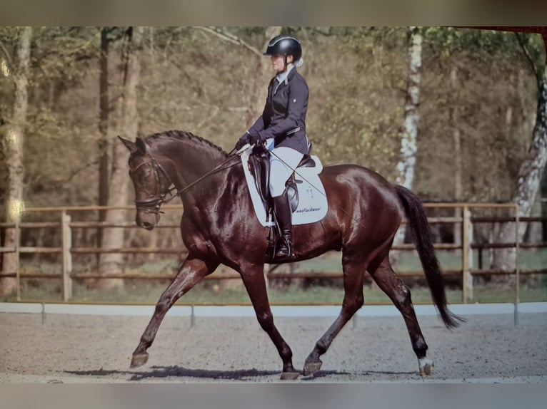 Westfaliano Castrone 11 Anni 167 cm Baio nero in Olenolen