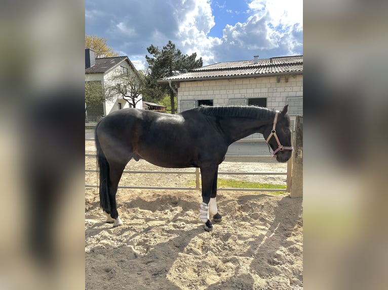 Westfaliano Castrone 11 Anni 168 cm Baio scuro in Detmold