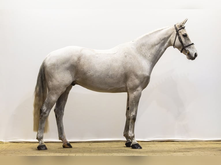 Westfaliano Castrone 11 Anni 168 cm Grigio in Waddinxveen