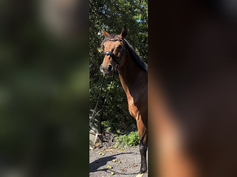 Westfaliano Castrone 11 Anni 169 cm Baio in Kirchberg an der Raab