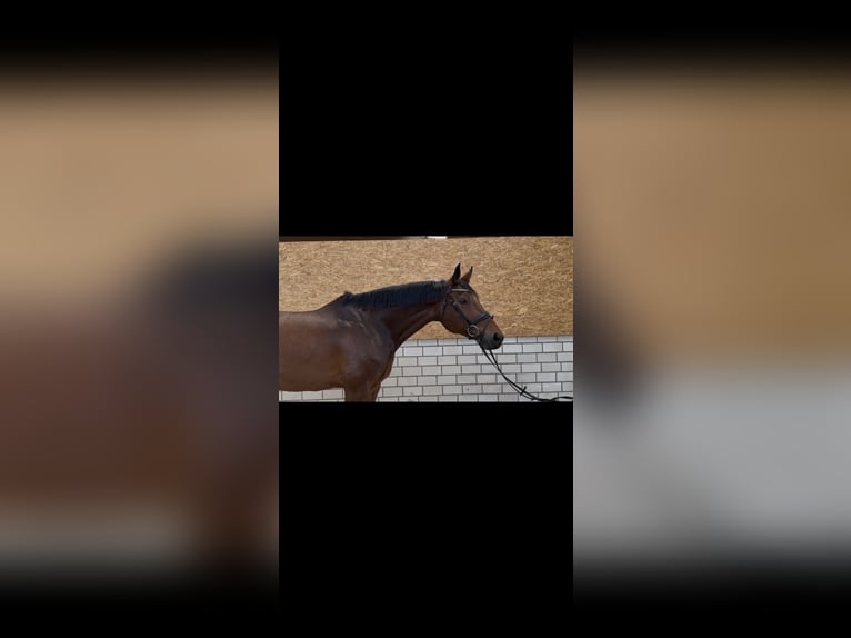 Westfaliano Castrone 11 Anni 170 cm Baio in Rhede