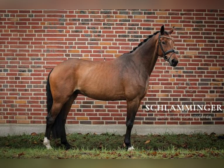 Westfaliano Castrone 11 Anni 170 cm Baio in Rhede