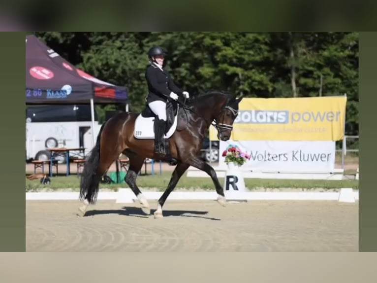 Westfaliano Castrone 11 Anni 170 cm Baio scuro in Münster