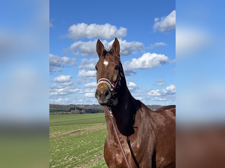 Westfaliano Castrone 11 Anni 170 cm Sauro in Thaleischweiler-Fröschen