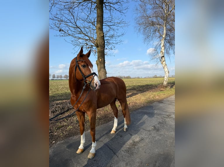 Westfaliano Castrone 11 Anni 170 cm Sauro in Stade